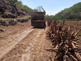 Harga “gaplek” Tinggi Masyarakat Rame-Rame Panen Ketela